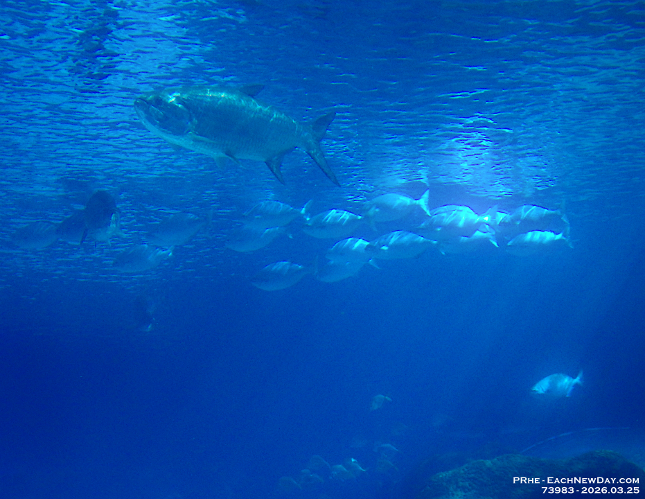 73983CrReLeSaUsm - Celebrating Dan's birthday at Ripley's Aquarium